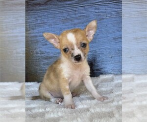 Chihuahua Puppy for sale in THONOTOSASSA, FL, USA