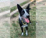 Small #2 Australian Shepherd Mix