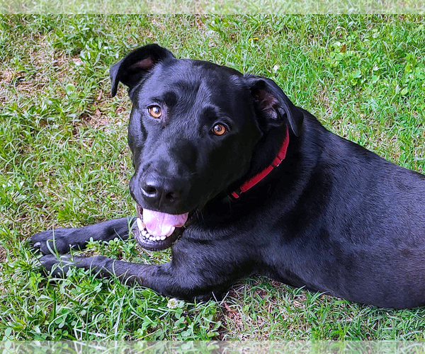 Medium Photo #2 Mutt Puppy For Sale in Arlington, VA, USA