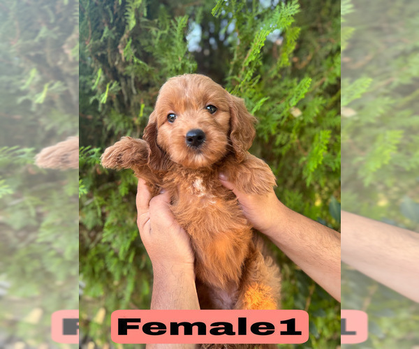 Medium Photo #4 Goldendoodle (Miniature) Puppy For Sale in BAKERSFIELD, CA, USA