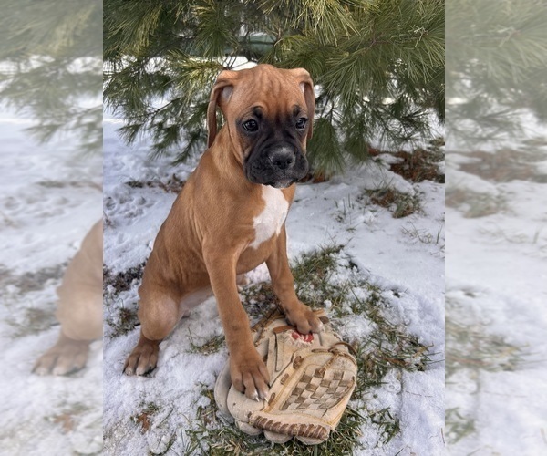 Medium Photo #1 Boxer Puppy For Sale in MIDDLEBURY, IN, USA