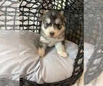 Small Photo #62 Siberian Husky Puppy For Sale in KANSAS CITY, MO, USA