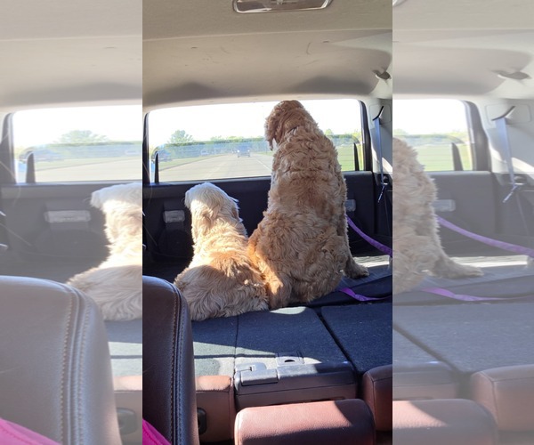 Medium Photo #7 Labradoodle Puppy For Sale in Columbus, IN, USA