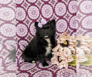 Maltipoo Puppy for sale in OXFORD, PA, USA