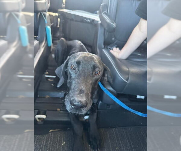 Medium Photo #1 Great Dane Puppy For Sale in Bullard, TX, USA