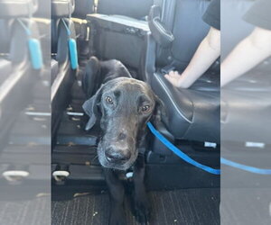 Great Dane Dogs for adoption in Bullard, TX, USA