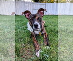 Small #6 Mutt