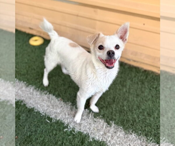 Medium Photo #1 Chihuahua-Unknown Mix Puppy For Sale in Phoenix, AZ, USA