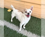 Small Chihuahua Mix