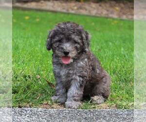 Goldendoodle-Poodle (Miniature) Mix Puppy for sale in GAP, PA, USA