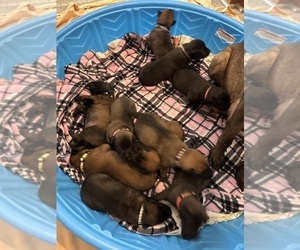 Belgian Malinois Litter for sale in ANTELOPE, CA, USA