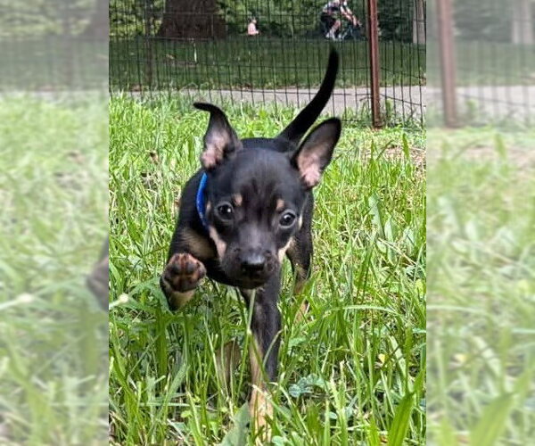 Medium Photo #4 Boston Huahua Puppy For Sale in New York, NY, USA