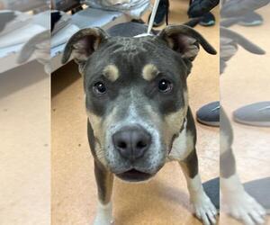 American Pit Bull Terrier Dogs for adoption in Martinez, CA, USA