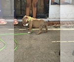 Small #2 American Bully