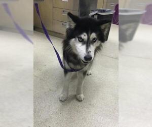 Siberian Husky Dogs for adoption in Riverside, CA, USA