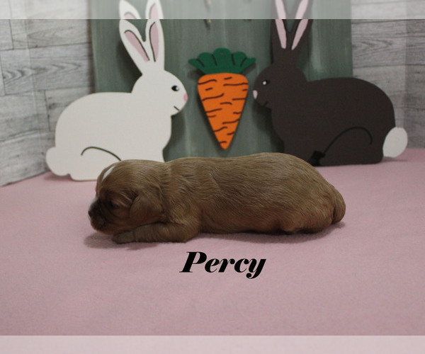 Medium Photo #4 Cavalier King Charles Spaniel Puppy For Sale in CHANUTE, KS, USA