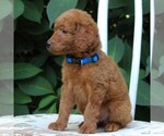 Small Photo #5 Labradoodle-Poodle (Miniature) Mix Puppy For Sale in PARADISE, PA, USA