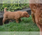 Small #2 Golden Retriever