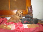 Small Photo #1 Goldendoodle Puppy For Sale in ANDERSON, IN, USA