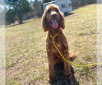 Small #1 Golden Irish