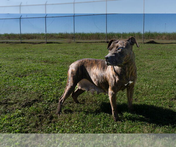 Medium Photo #2 Mutt Puppy For Sale in Abbeville, LA, USA