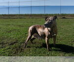 Small #1 Mutt
