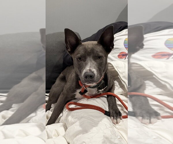 Medium Photo #5 Mutt Puppy For Sale in Boston, MA, USA