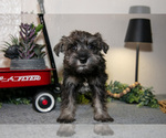 Puppy Roberta Schnauzer (Miniature)