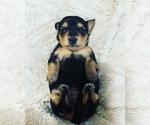 Small Photo #4 Dachshund Puppy For Sale in MECHANICSVILLE, VA, USA