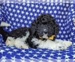 Small Photo #3 Miniature Bernedoodle-Poodle (Miniature) Mix Puppy For Sale in QUARRYVILLE, PA, USA