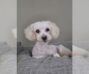 Bichon Frise-Unknown Mix Dogs for adoption in St. Louis Park, MN, USA