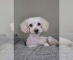 Small Bichon Frise Mix