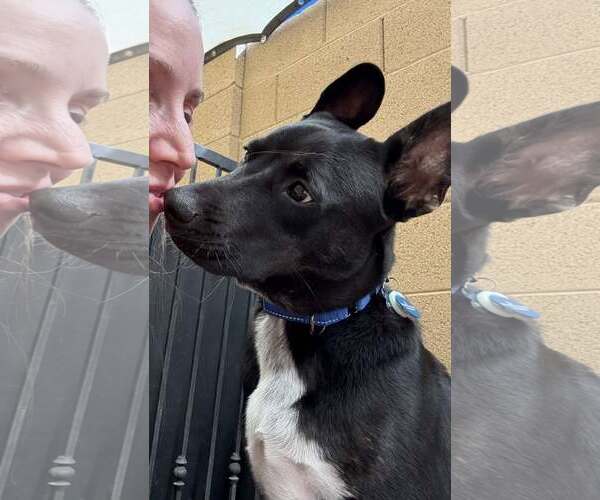 Medium Photo #5 Australian Kelpie-Australian Shepherd Mix Puppy For Sale in Cave Creek, AZ, USA