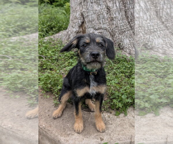 Medium Photo #1 Mutt Puppy For Sale in Fort Worth, TX, USA