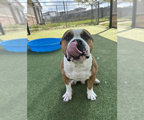 Medium Photo #2 American Pit Bull Terrier-Unknown Mix Puppy For Sale in Pasadena, TX, USA