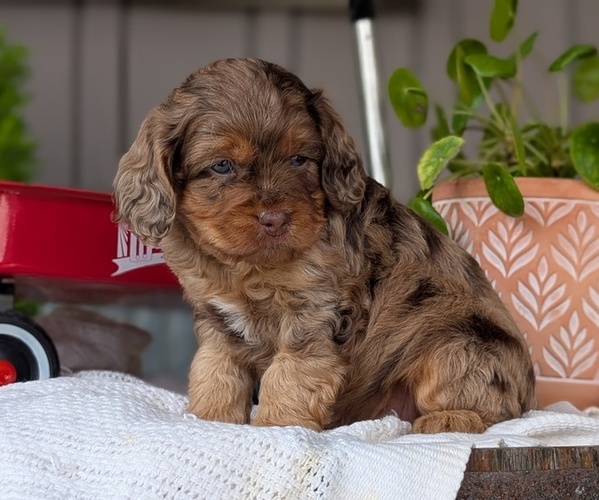 Medium Photo #25 Cockapoo (Miniature) Puppy For Sale in GOSHEN, IN, USA