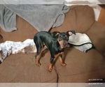 Puppy Teddy Miniature Pinscher