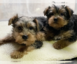 Yorkshire Terrier Puppy for sale in BEAR, DE, USA