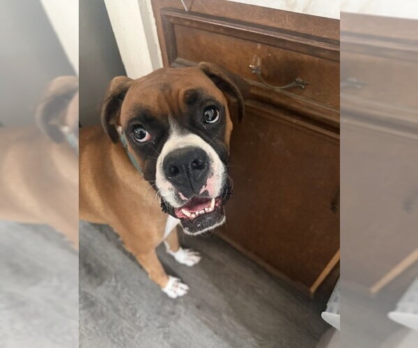 Medium Photo #1 Boxer Puppy For Sale in Alvin, TX, USA