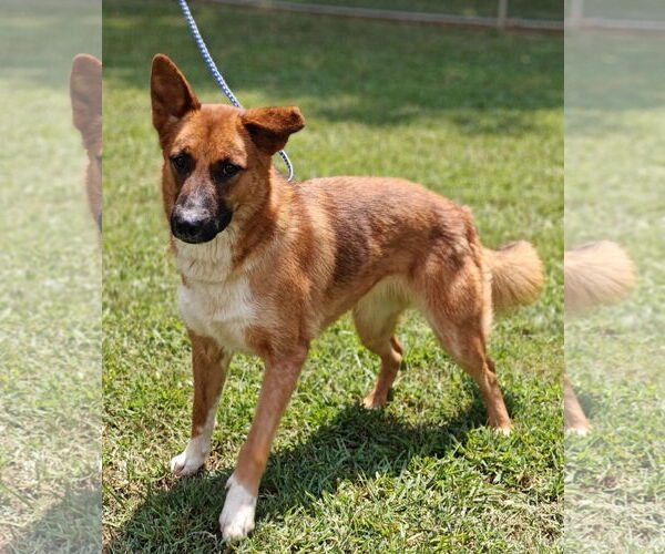 Medium Photo #11 Mutt Puppy For Sale in Talladega, AL, USA