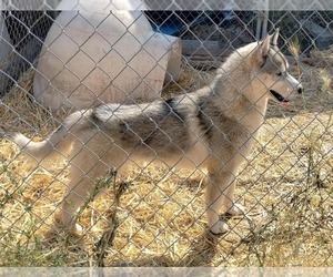 Father of the Siberian Husky puppies born on 09/15/2025