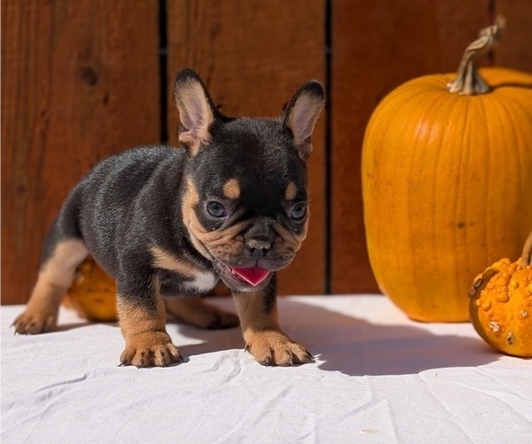 Medium Photo #5 French Bulldog Puppy For Sale in GOSHEN, IN, USA