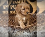Small #3 Cavapoo