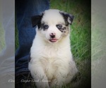 Small Photo #3 Miniature Australian Shepherd Puppy For Sale in SMITHVILLE, AR, USA