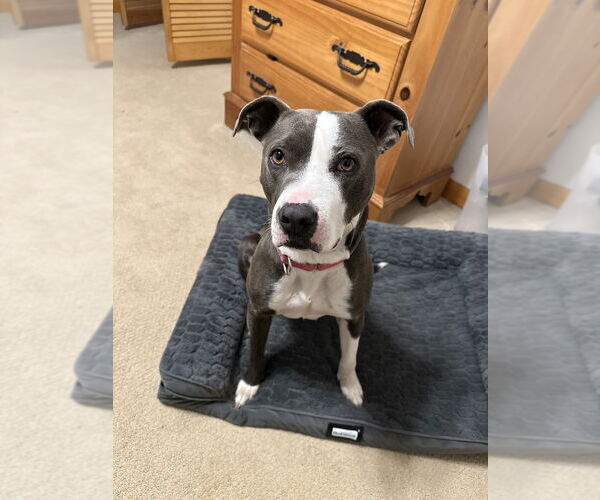 Medium Photo #30 American Pit Bull Terrier-American Staffordshire Terrier Mix Puppy For Sale in Brewster, NY, USA