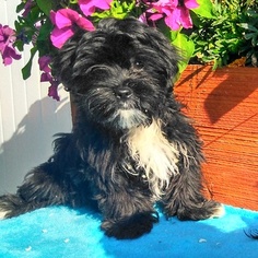 Shorkie Tzu Puppy for sale in GAP, PA, USA