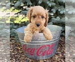 Small #3 Cockapoo (Miniature)