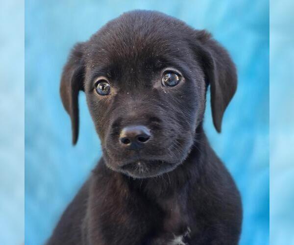 Medium Photo #1 Labrador Retriever-Unknown Mix Puppy For Sale in San Diego, CA, USA