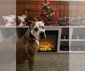 Violet Beauregarde Lonestar - Female Boxer-Unknown Mix Dog for Adoption - Photo #10