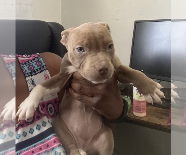Medium Photo #6 American Bully Puppy For Sale in BUFFALO, NY, USA